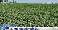 立秋时节农做物发展兴旺全国从南到北将绘就郊