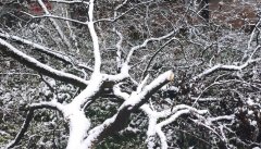 <b>青藏高原等地送来强降雪过程 需加强防御办法</b>