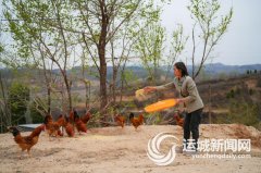 垣曲 向丛林要食物