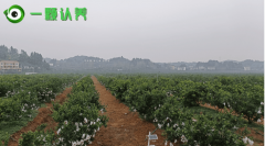 一颗认养：共享农场的开辟模式